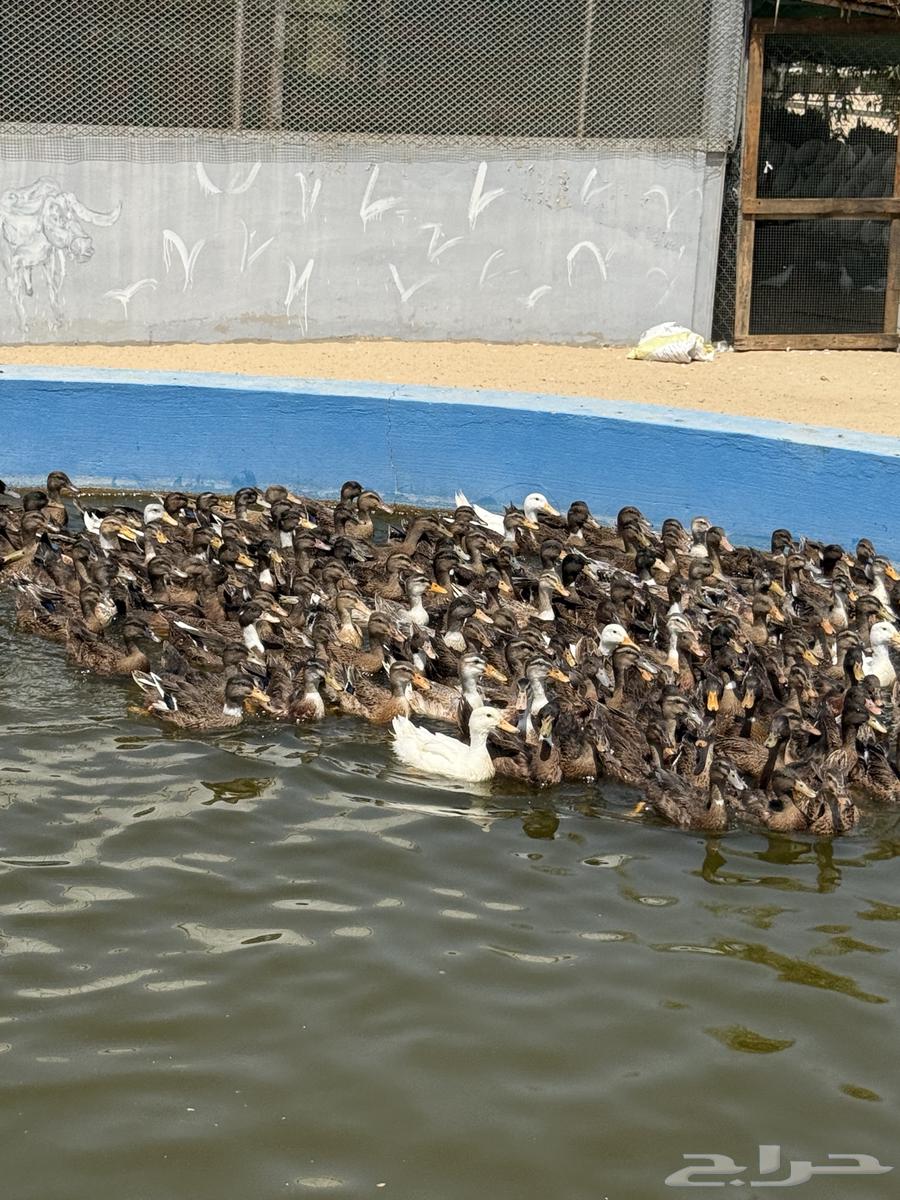 بط للبيع64413392333827110