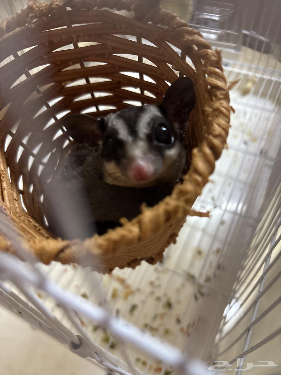 سنجاب طائر للبيع64415947921794111