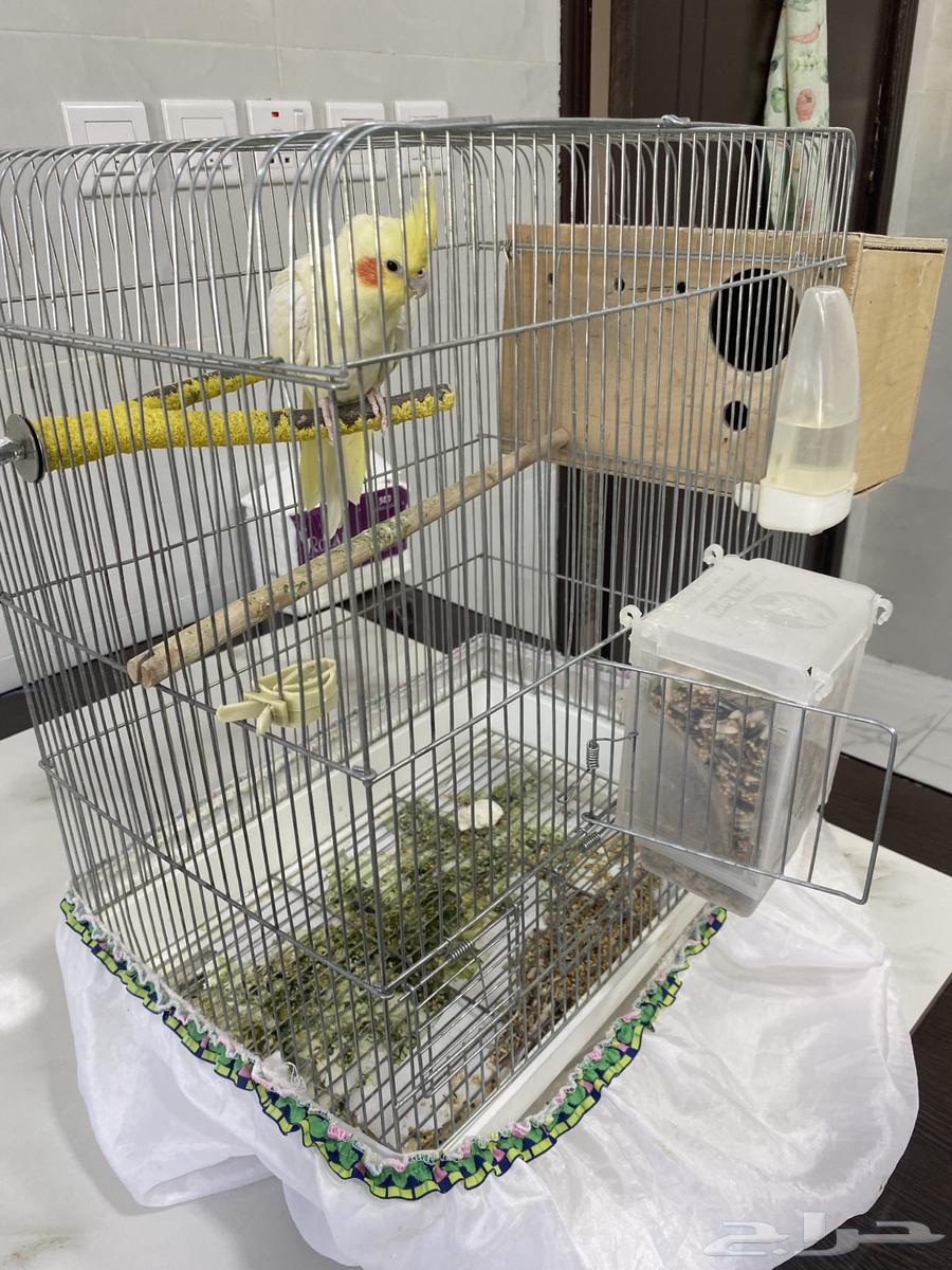 Crown product for sale with all accessories, base on two eggs64415746638466113