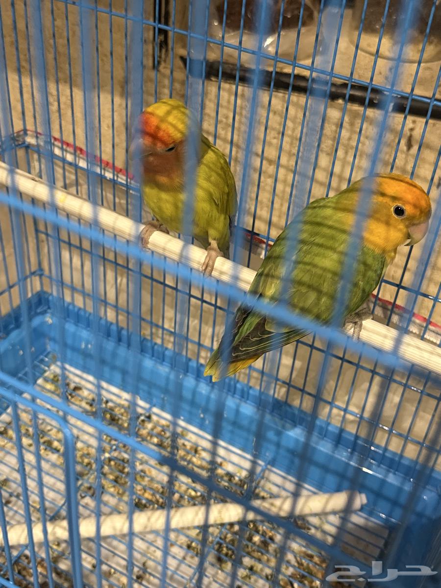 عصافير اليفين ذكر وانثى السعر 400 ريال64415518515586113