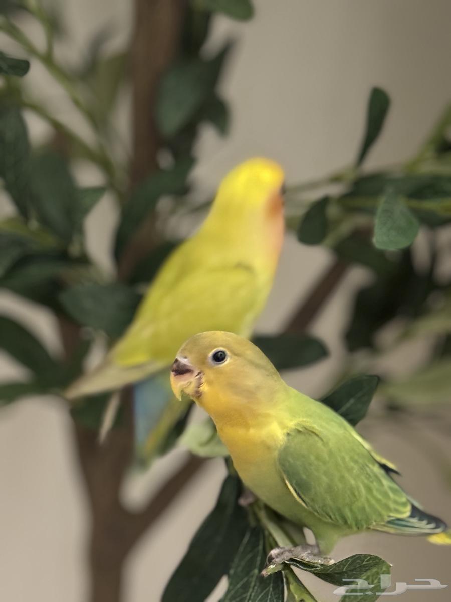 عصافير اليفين ذكر وانثى السعر 400 ريال64415518515586111