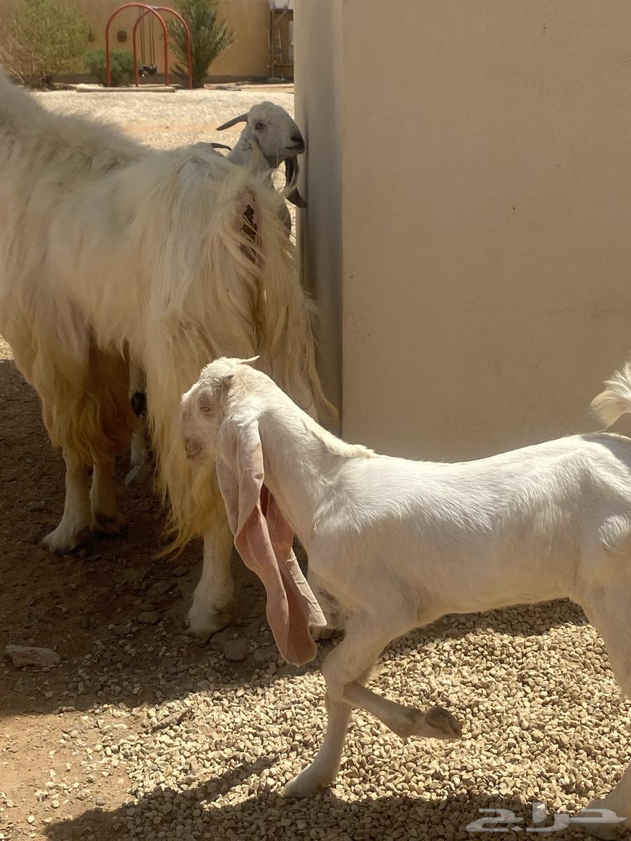 للبيع تيس طيب جدا64414620083713112