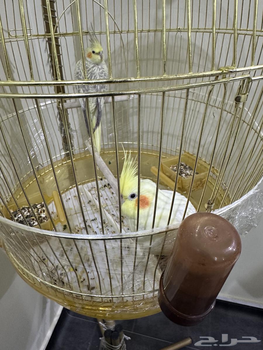 طيور كروان للبيع64414010548867111