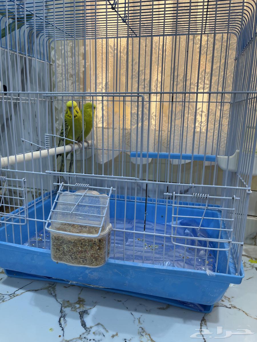 طيور الحب للبيع الواحد السعر 15064415666339585112