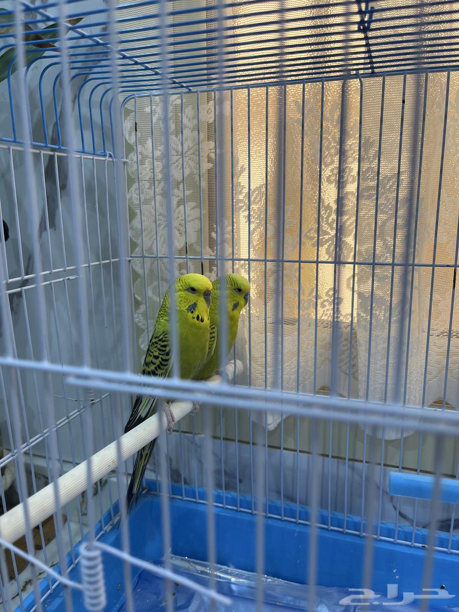 طيور الحب للبيع الواحد السعر 15064415666339585110