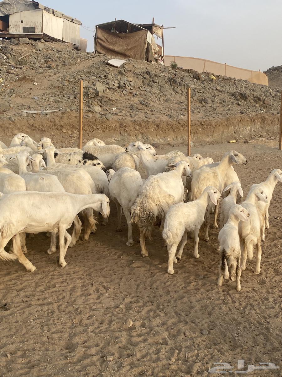 53 ضان مقاني مراح واحد64415316836353112