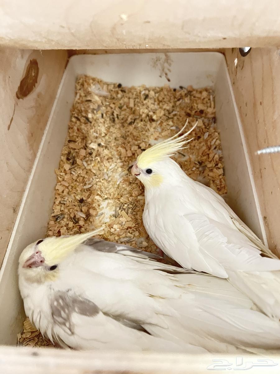 زوج كروان كريمي فيس نوادر64412428025985110