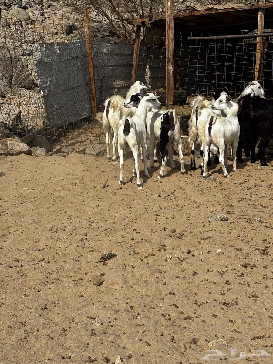 الشميسي طريق الخواجات64413098866177110