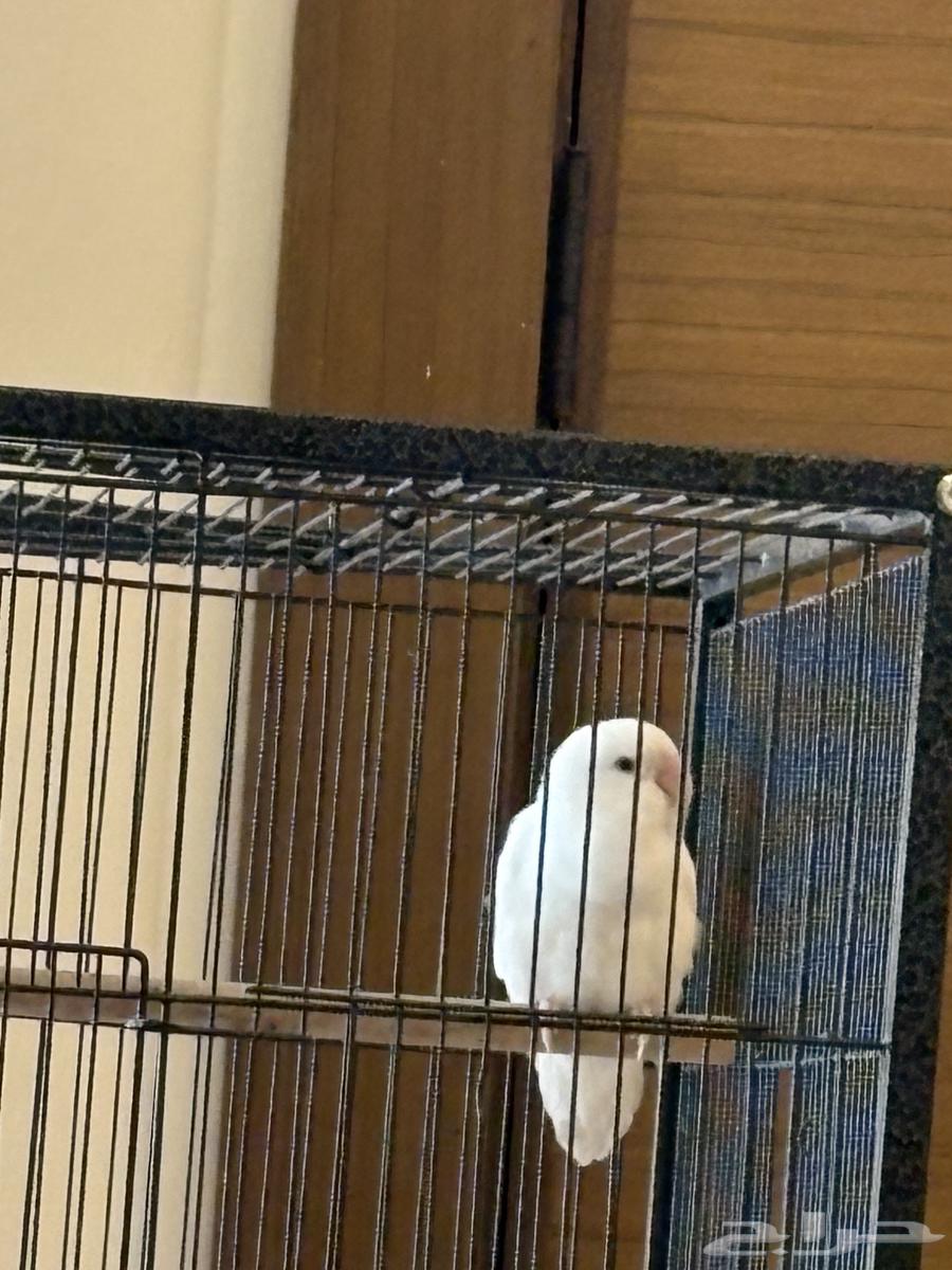 عصفور البينو روز(تم البيع الله يبارك للمشتري)64415881477890112