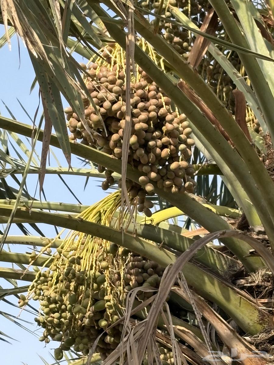 Palm fronds, palm ribs, and palm fibers suitable for shades or decoration64416690324867111