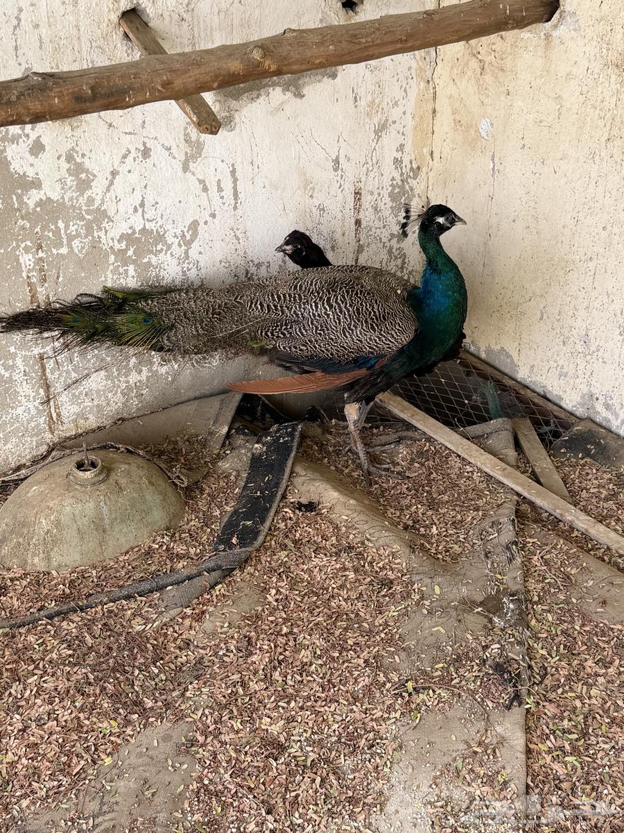 طاوؤس للبيع اعلئ سومه64415343839489112