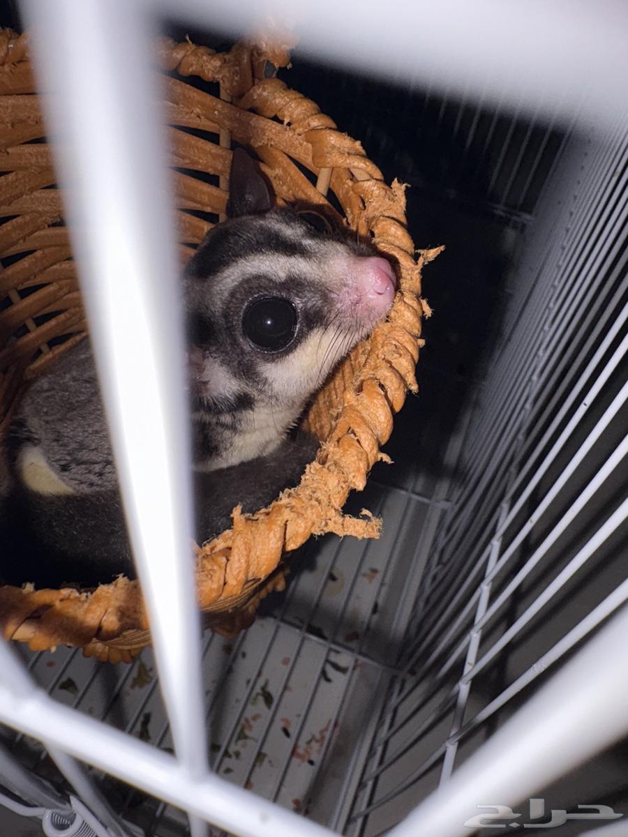 سنجاب طائر للبيع64415947921794112