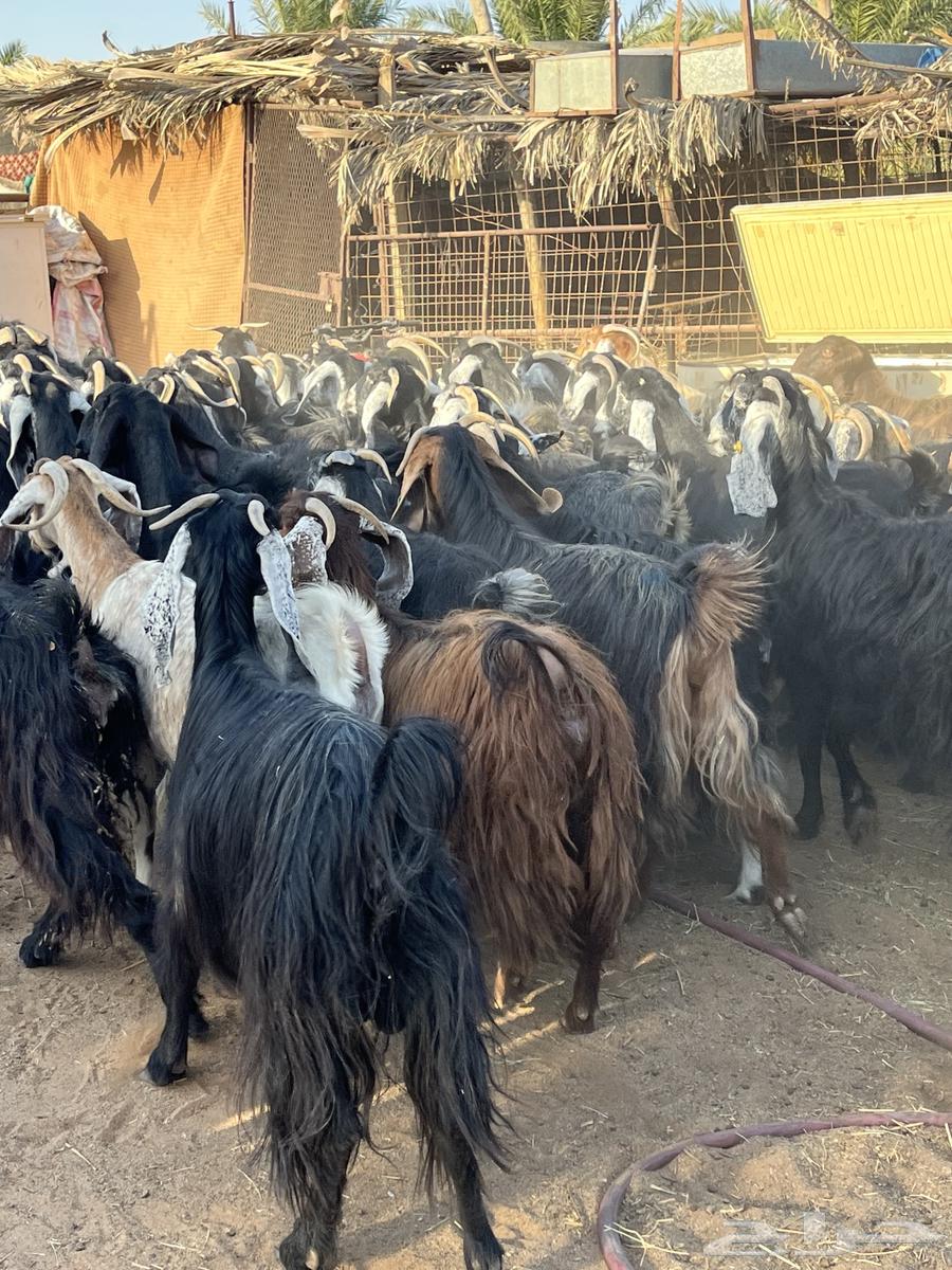 Goat for sale, male64416440178049113