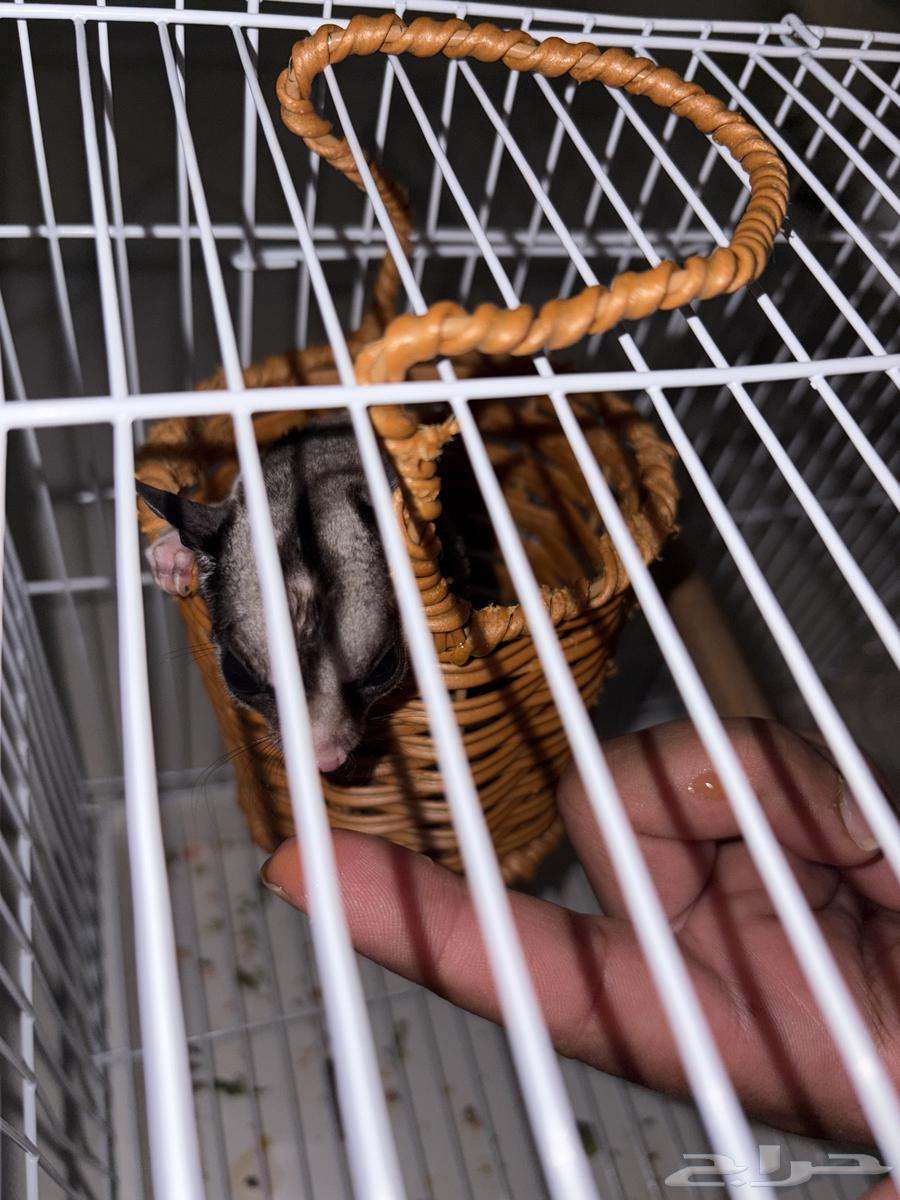 سنجاب طائر للبيع64415947921794113