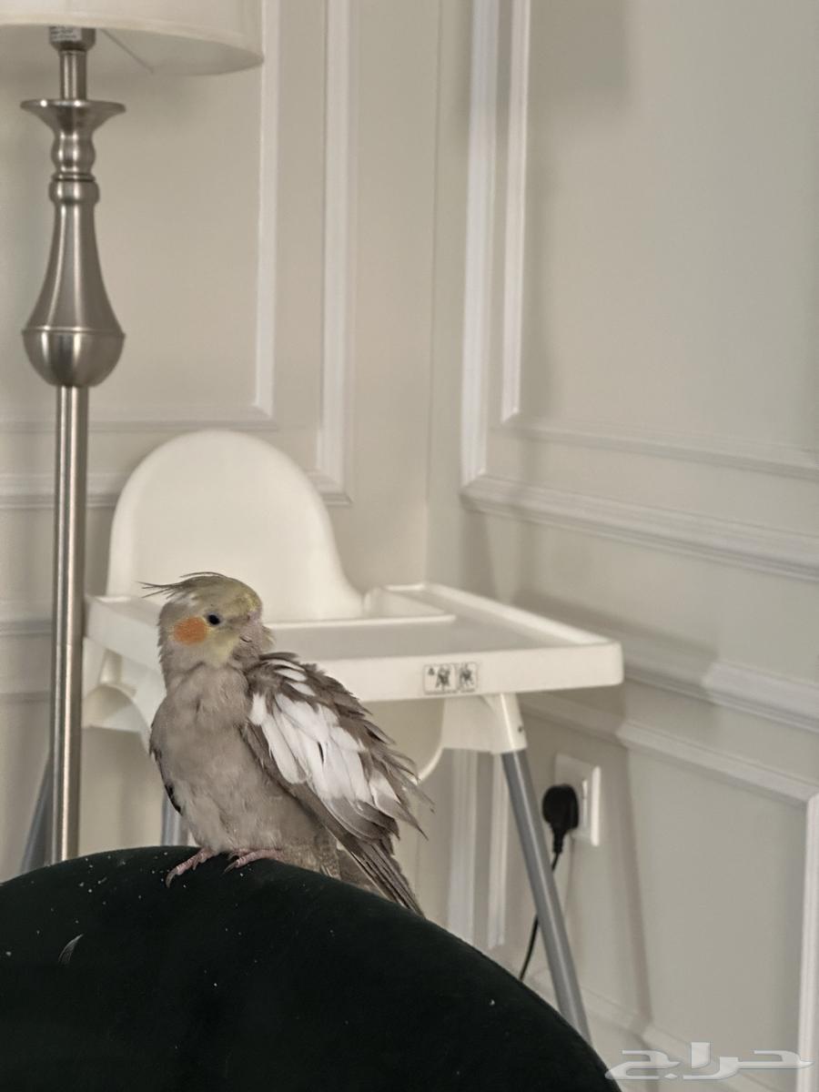 بيع كروان64415881437058110