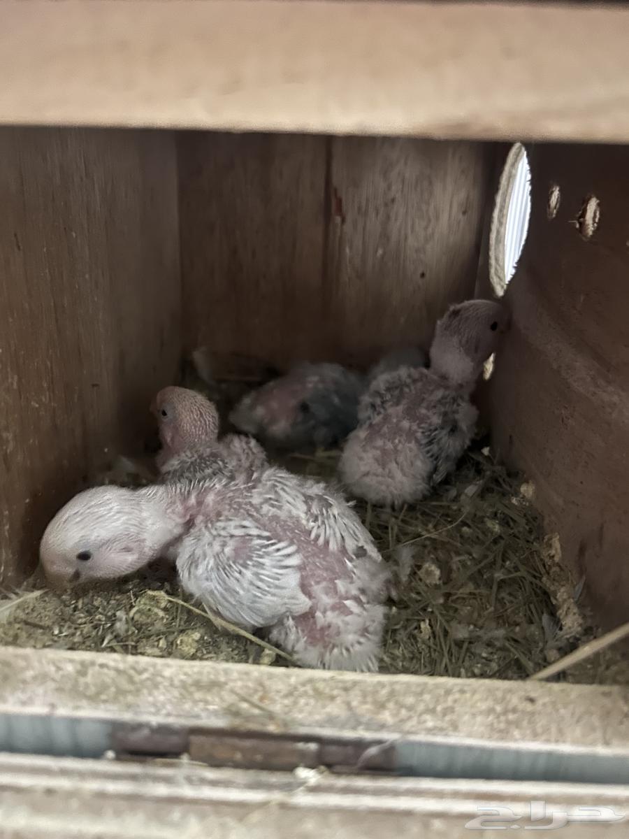 جوز روز كان تحته 4 فروخ وتم بيعهم الان سعر الجوز 35064417197683969110