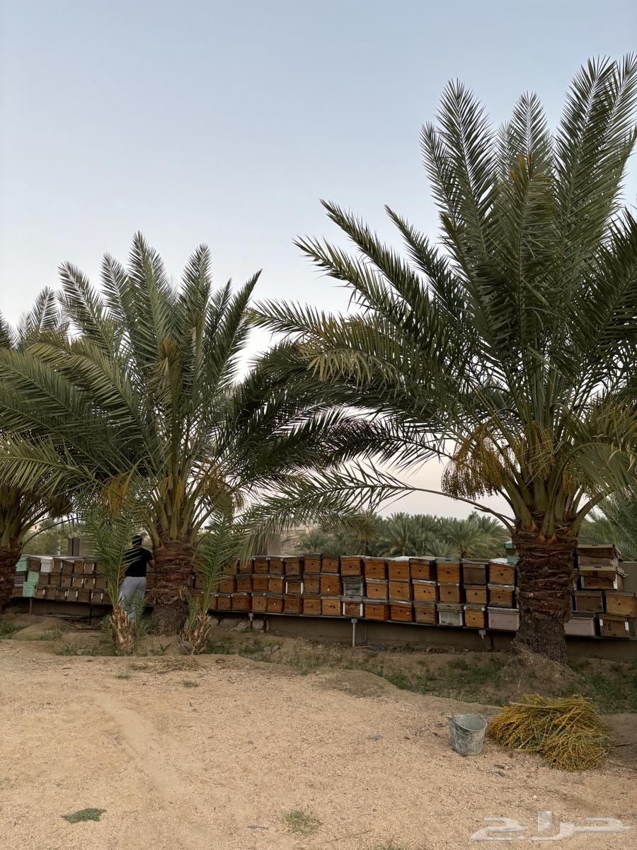 Empty beehive for sale, located in the southern area at an excellent price64418797701122112