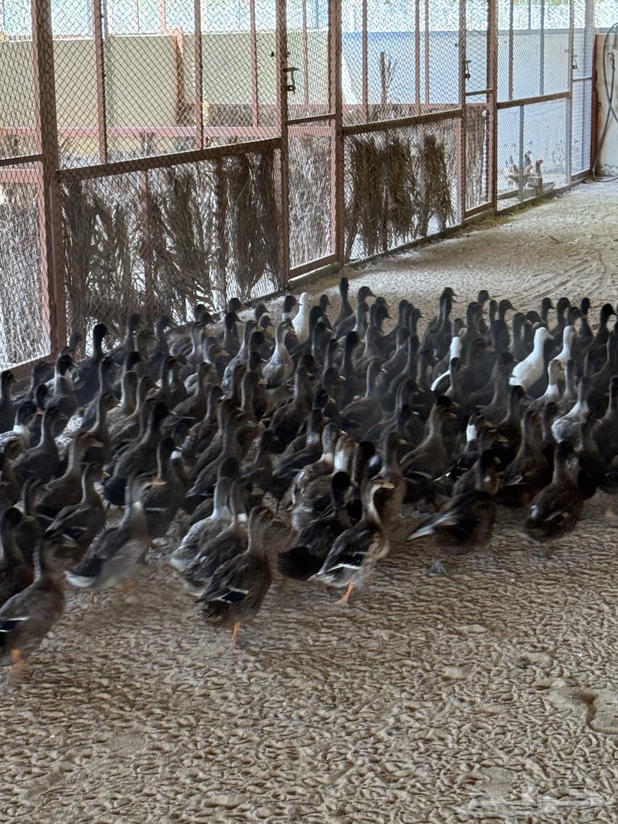 بط للبيع64413392333827112