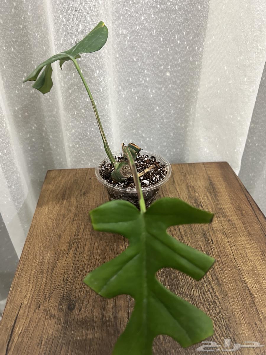 Showcase of a Unique Collection of 50 Plants64414686906498110