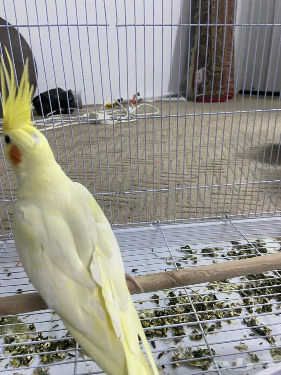 زوج كروان لاتينو تم البيع64417115637379112