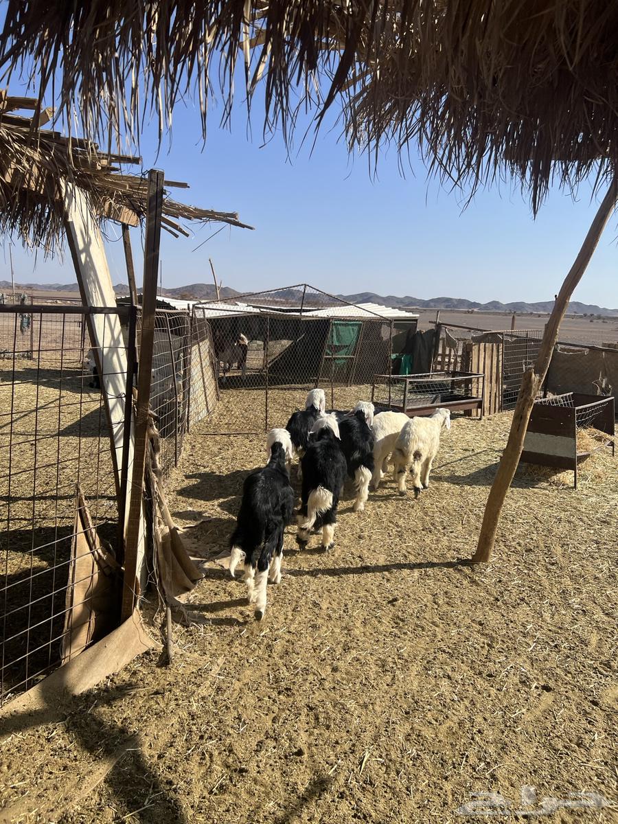 خرفان نجد. تم البيع تم البيع64413811943939110