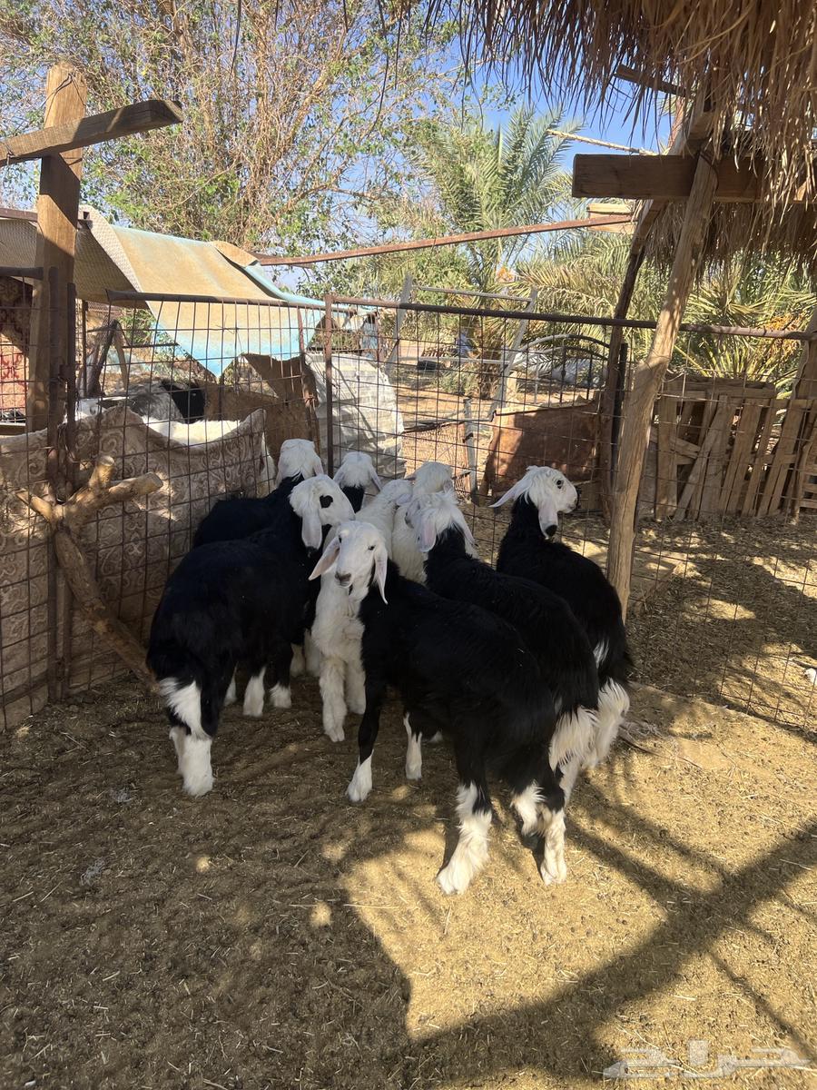 خرفان نجد. تم البيع تم البيع64413811943939114