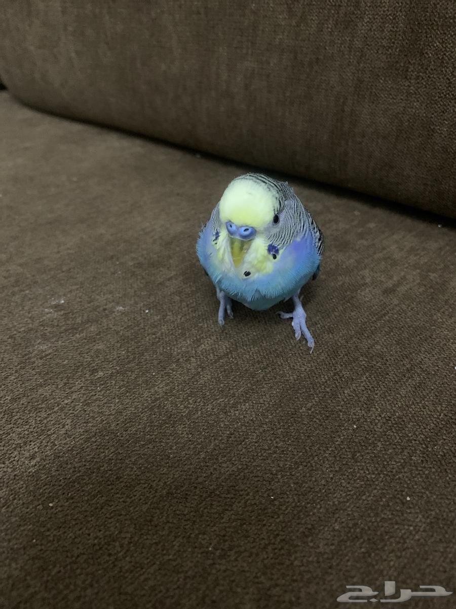 طيور باجي64413340093954112