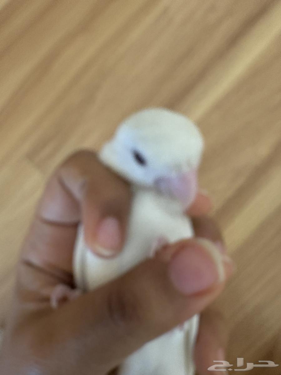 عصفور البينو روز(تم البيع الله يبارك للمشتري)64415881477890113
