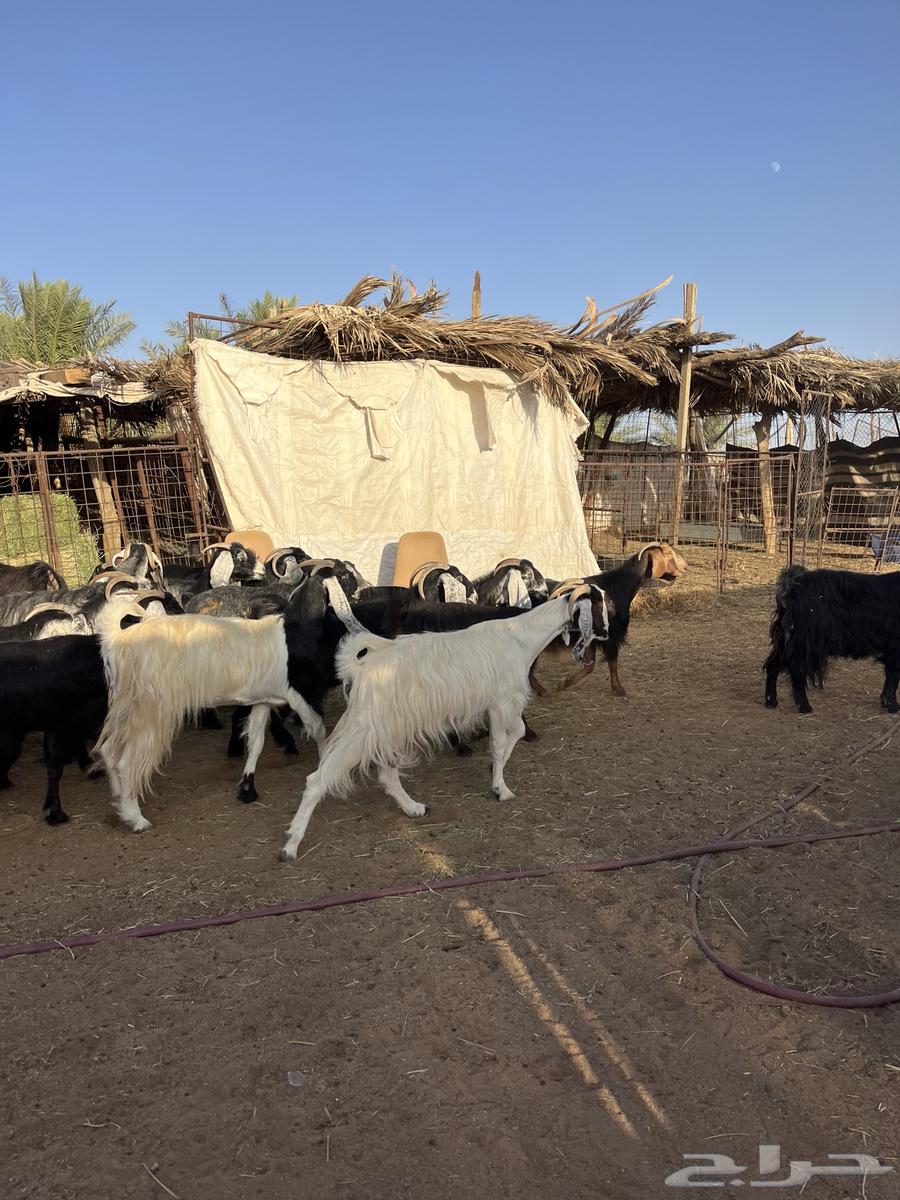 Goat for sale, male64416440178049110