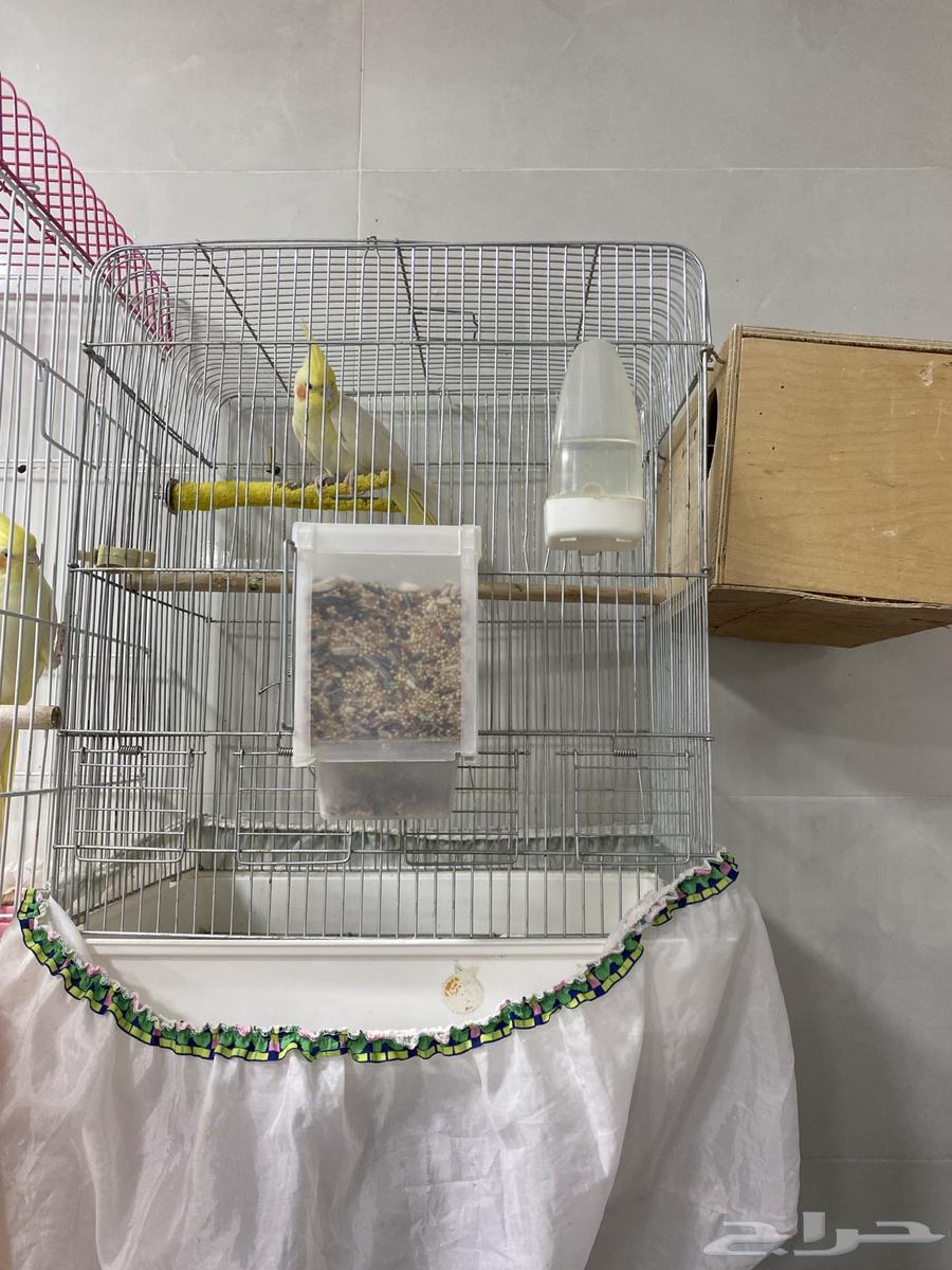 Crown product for sale with all accessories, base on two eggs64415746638466111