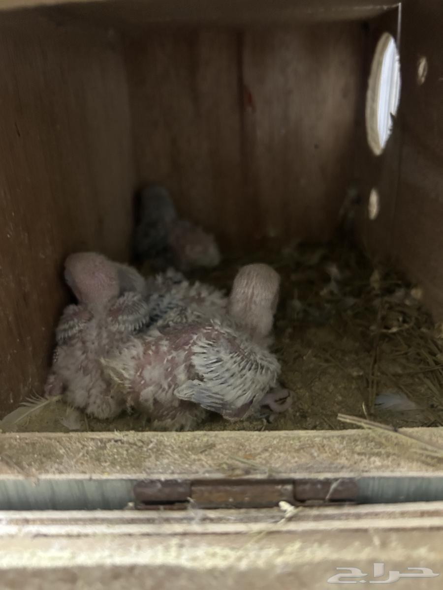 جوز روز كان تحته 4 فروخ وتم بيعهم الان سعر الجوز 35064417197683969114