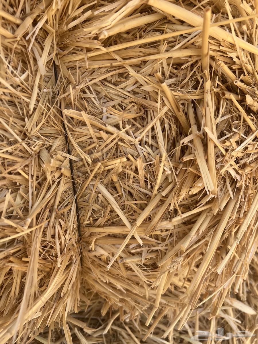 تبن بر64414368987523112