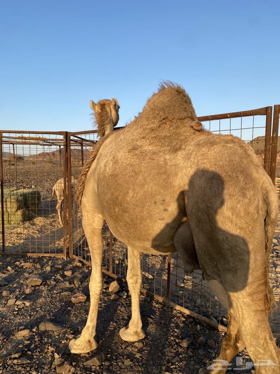 خلفه مصغر مجموع بالحليب وهديه ورضيه الحد12500تتم البيعع64418052693890113