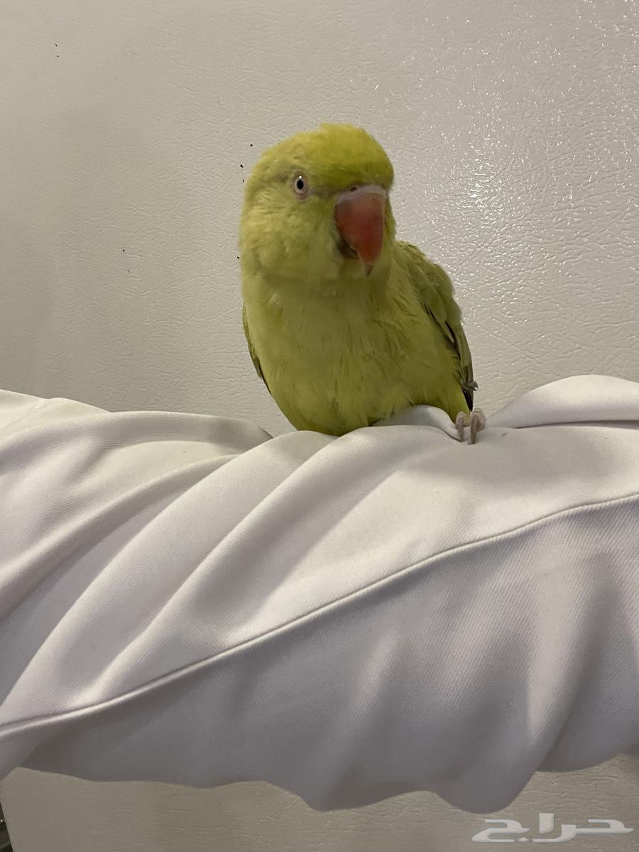 دره هندي64414793008769110