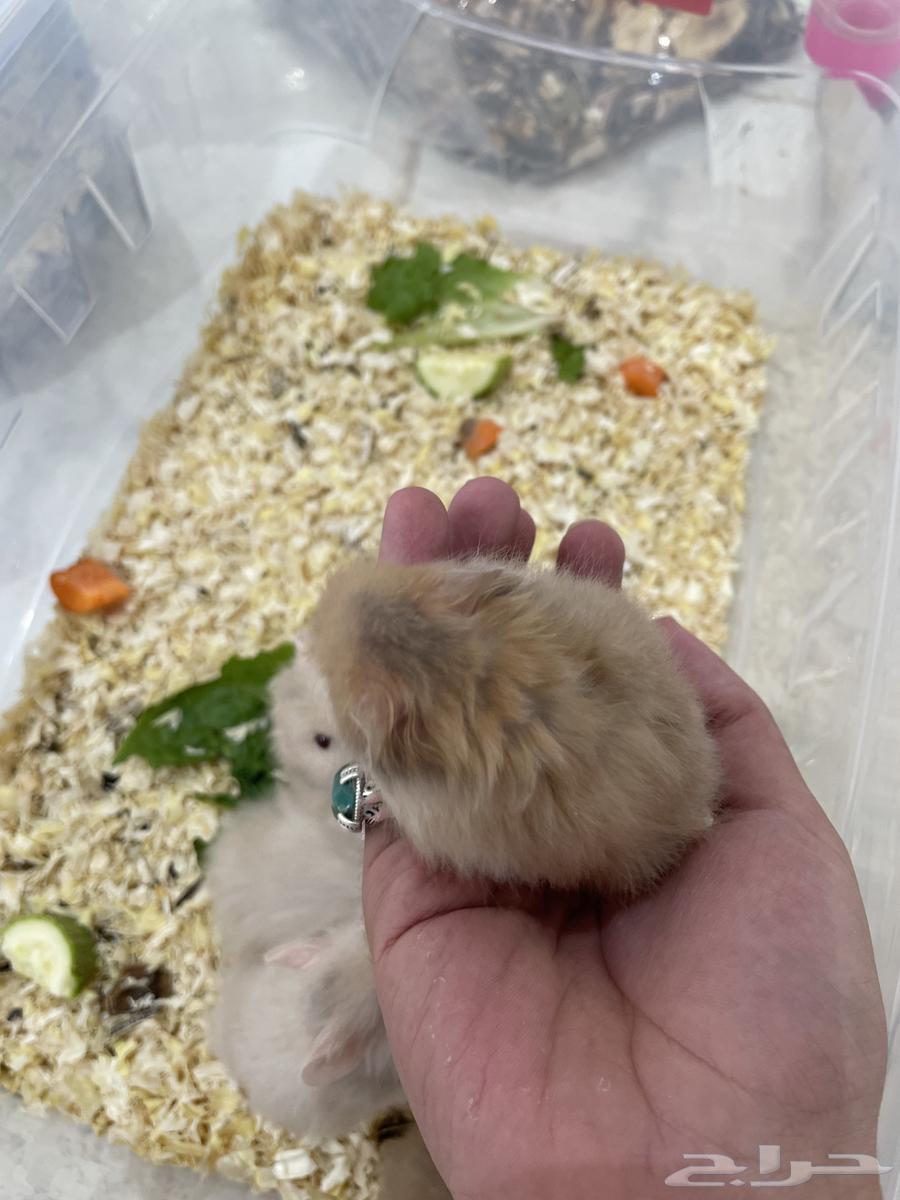 هامستر روسي وسوري(25-20 )(مباع)64416875319170111