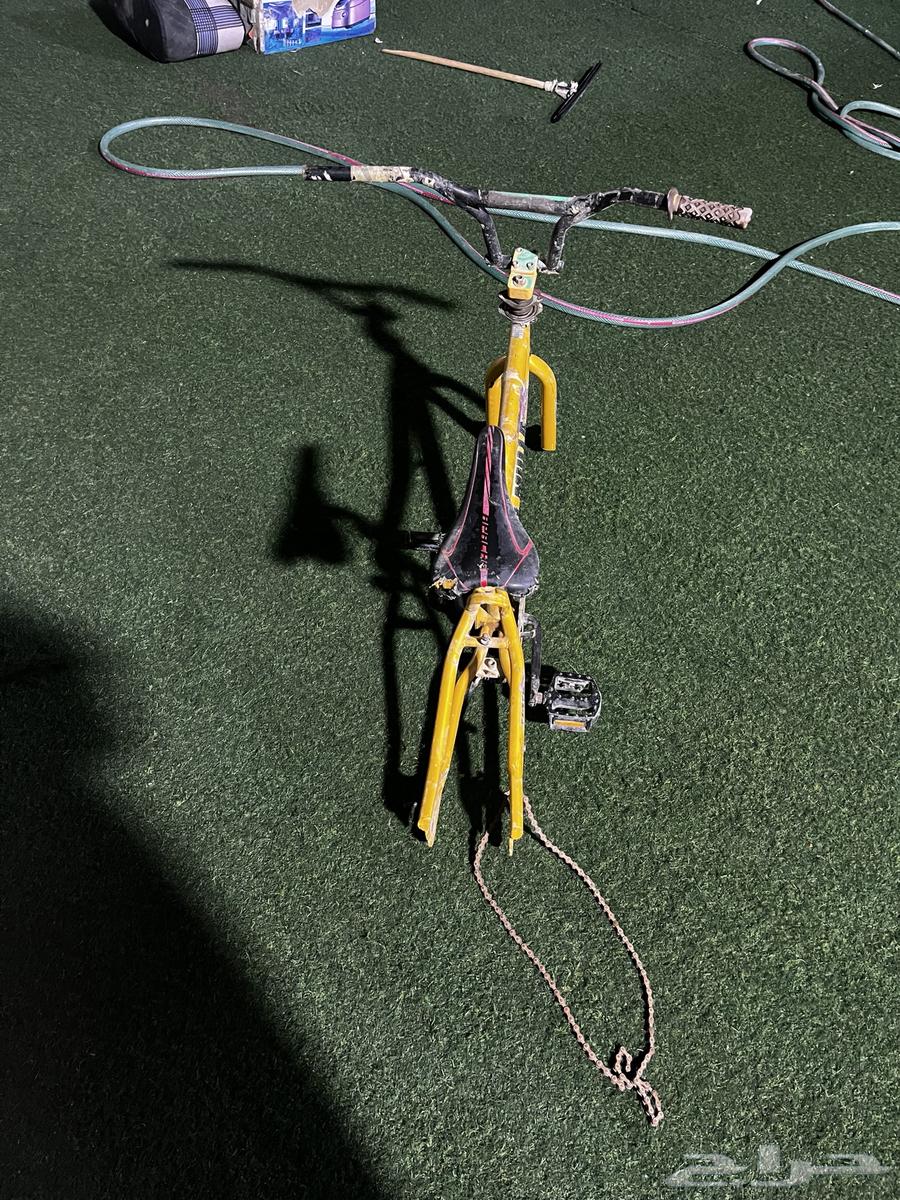 كوبرا صيني64418703348609110