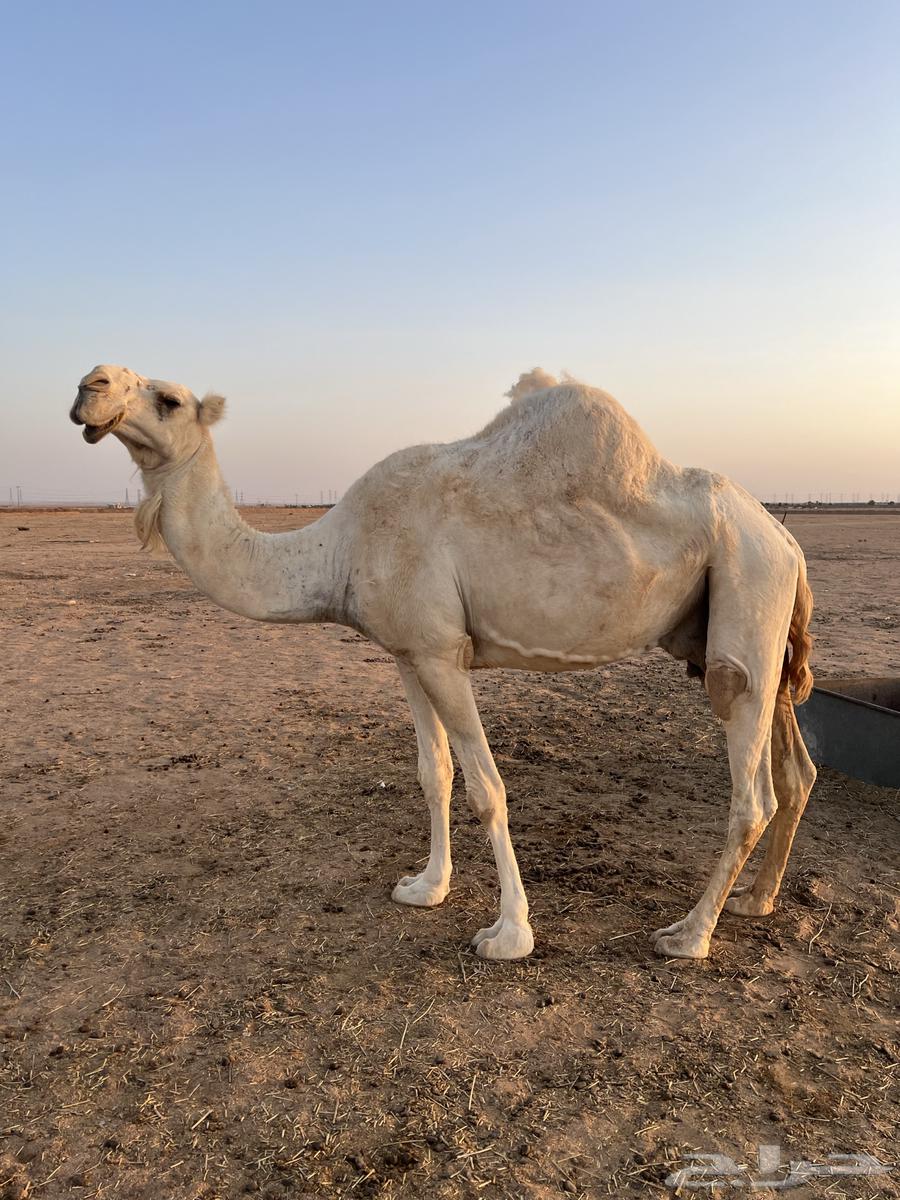 للبيع ناقتين وحد حايل والثانيه لقحه له حول 9 شهور64416875415042111