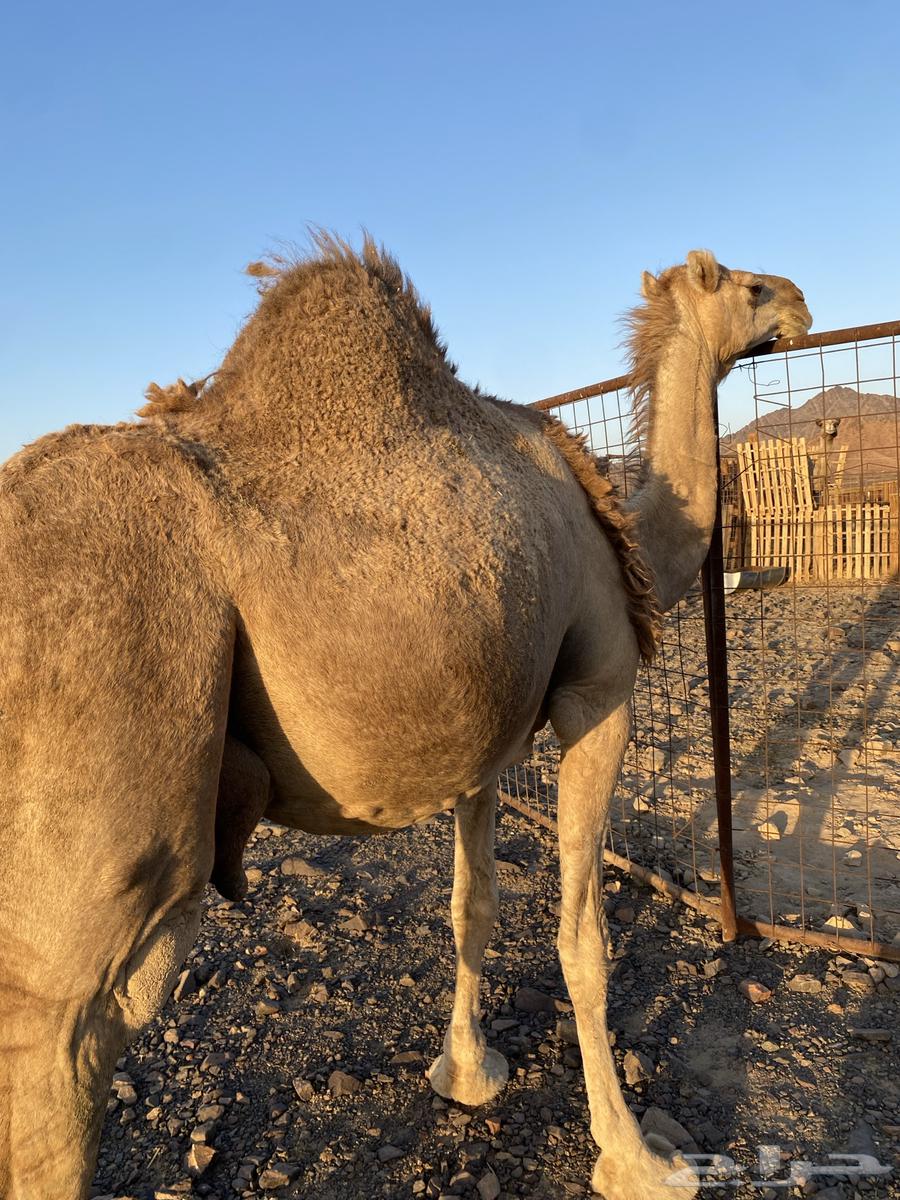 خلفه مصغر مجموع بالحليب وهديه ورضيه الحد12500تتم البيعع64418052693890110