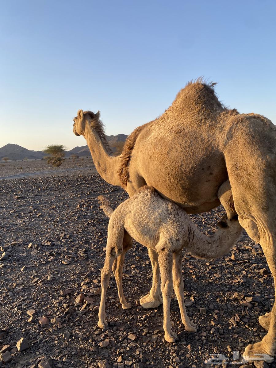 خلفه مصغر مجموع بالحليب وهديه ورضيه الحد12500تتم البيعع64418052693890114