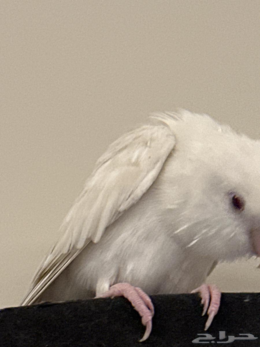 روز حمامه واليف جدا جدا64416068083330112