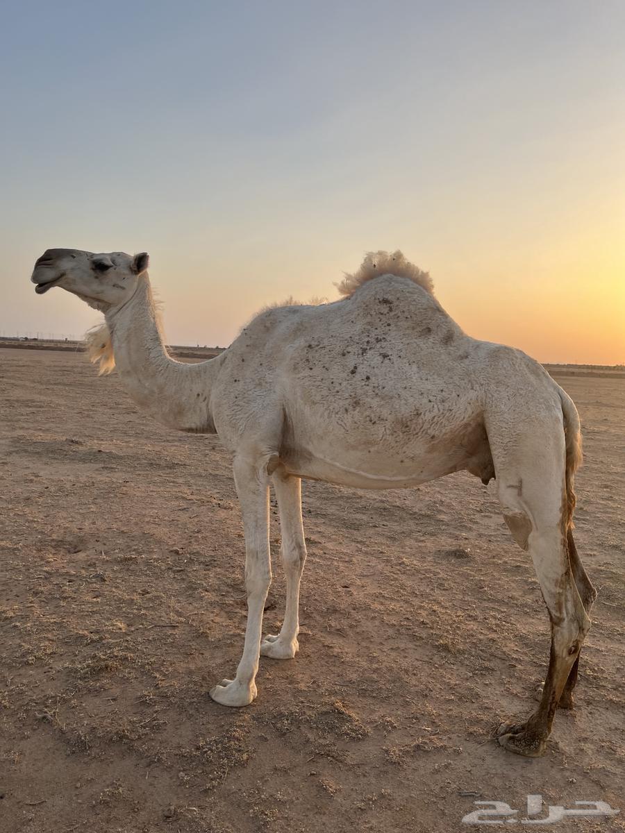 للبيع ناقتين وحد حايل والثانيه لقحه له حول 9 شهور64416875415042113