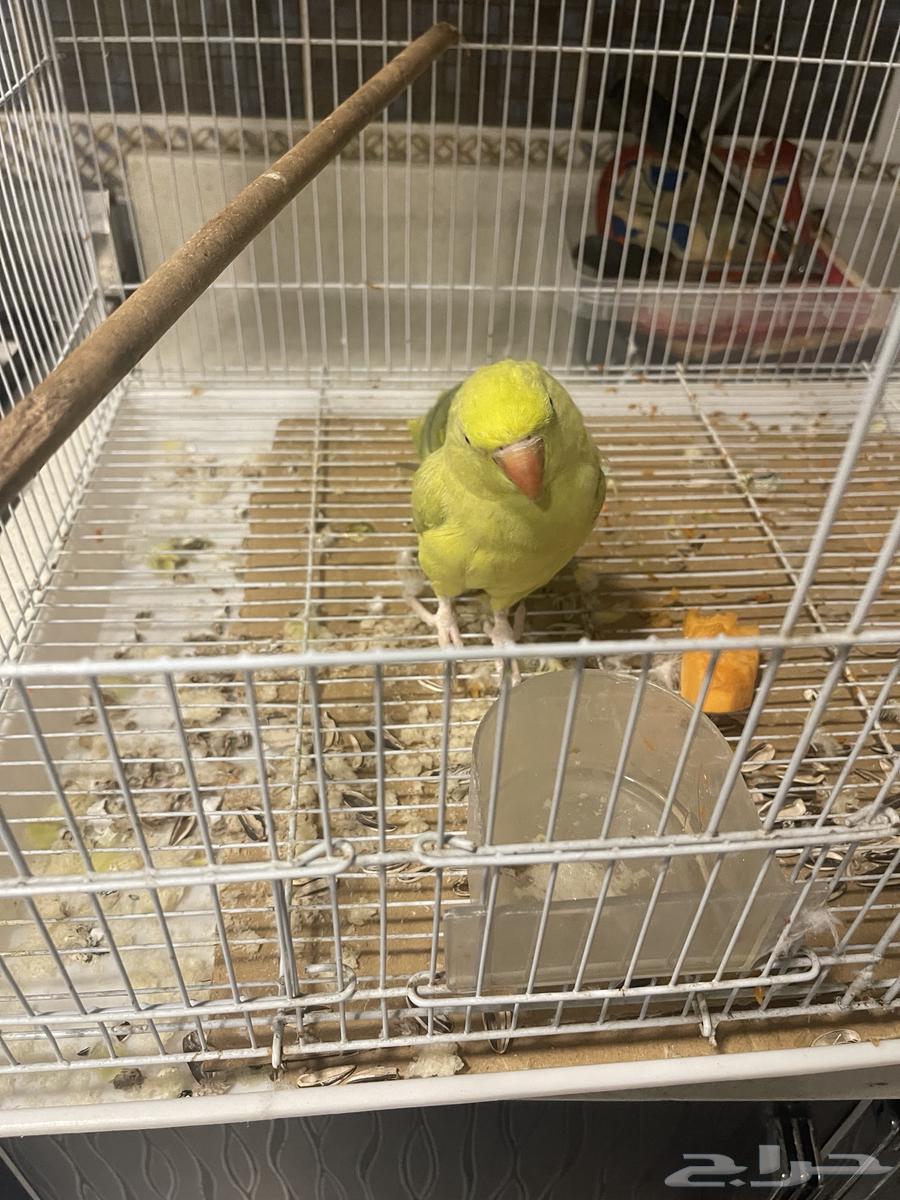 دره هندي64414793008769111