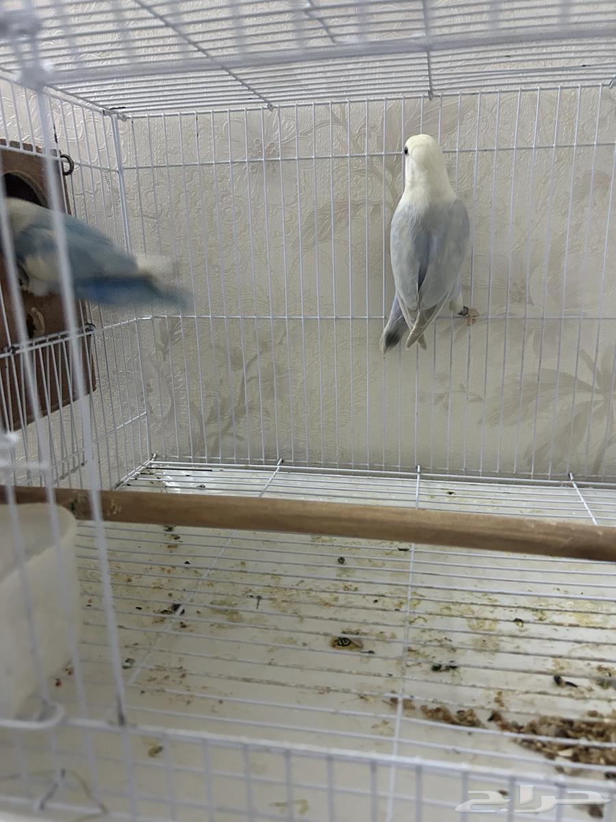 جوز روز كان تحته 4 فروخ وتم بيعهم الان سعر الجوز 35064417197683969112