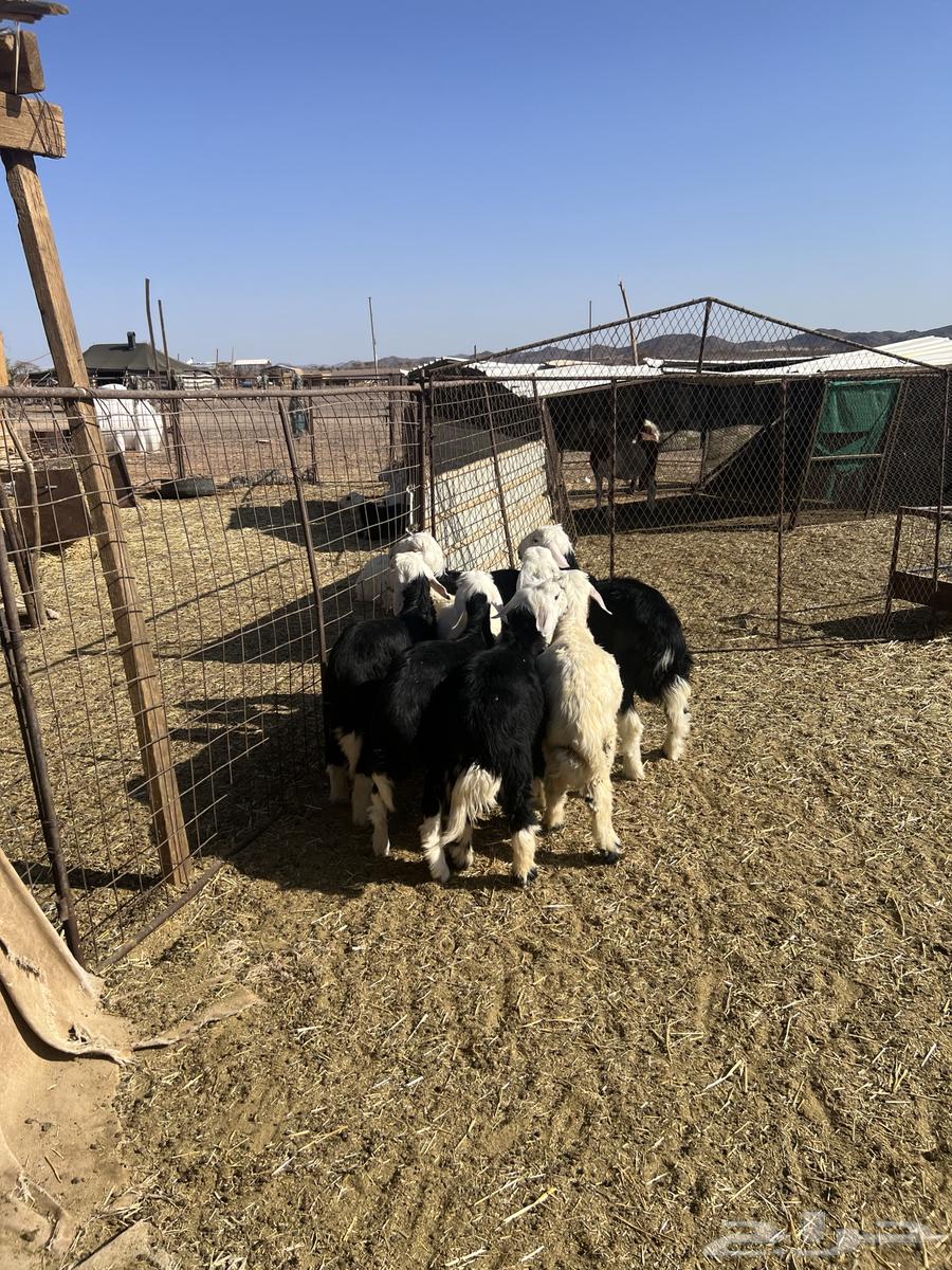 خرفان نجد. تم البيع تم البيع64413811943939112