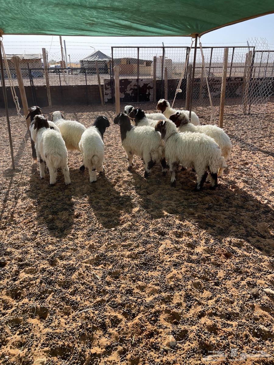 For sale, Naaim's purebred sheep (Sold)64416041441793113
