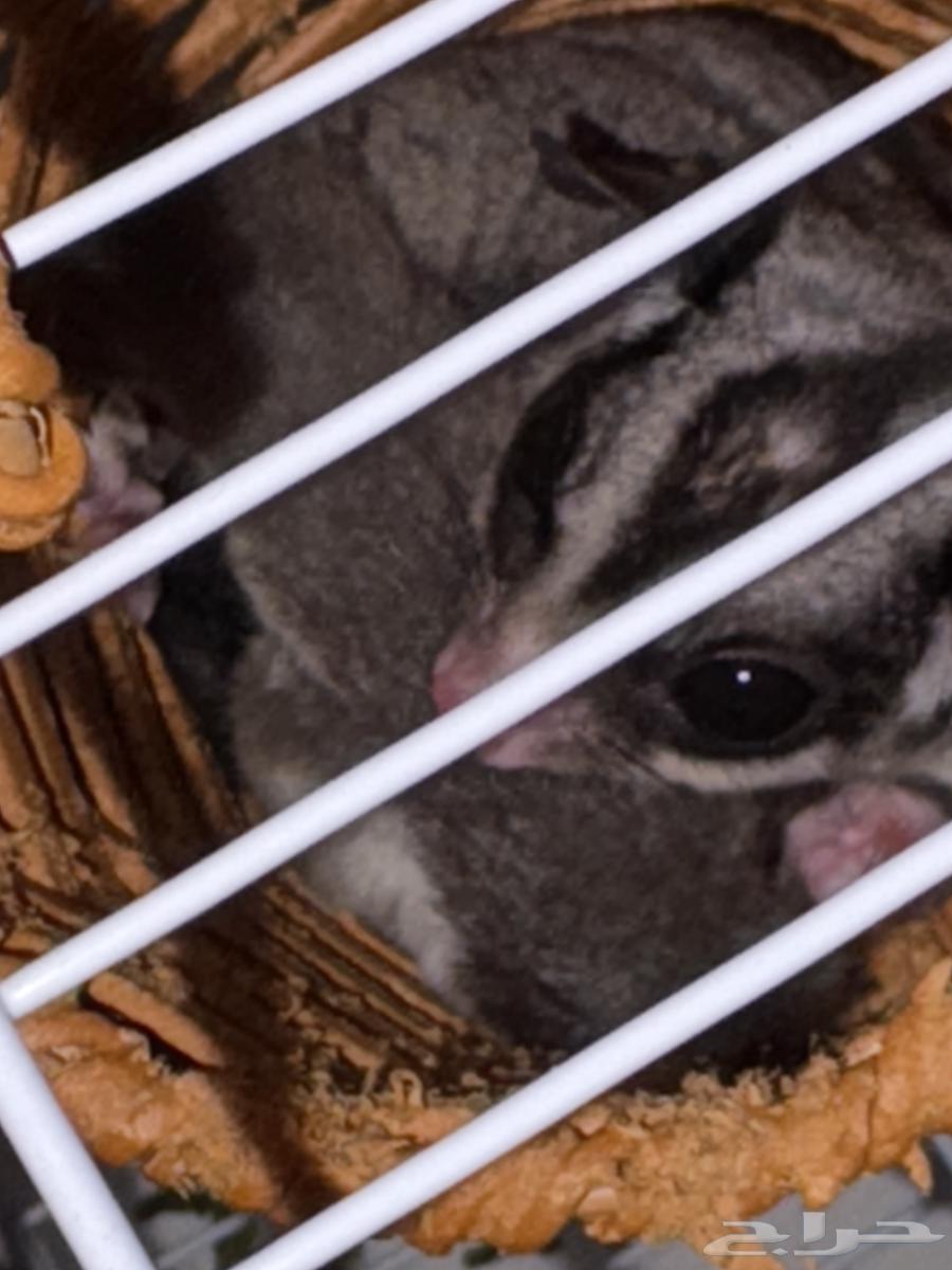 سنجاب طائر للبيع64415947921794110