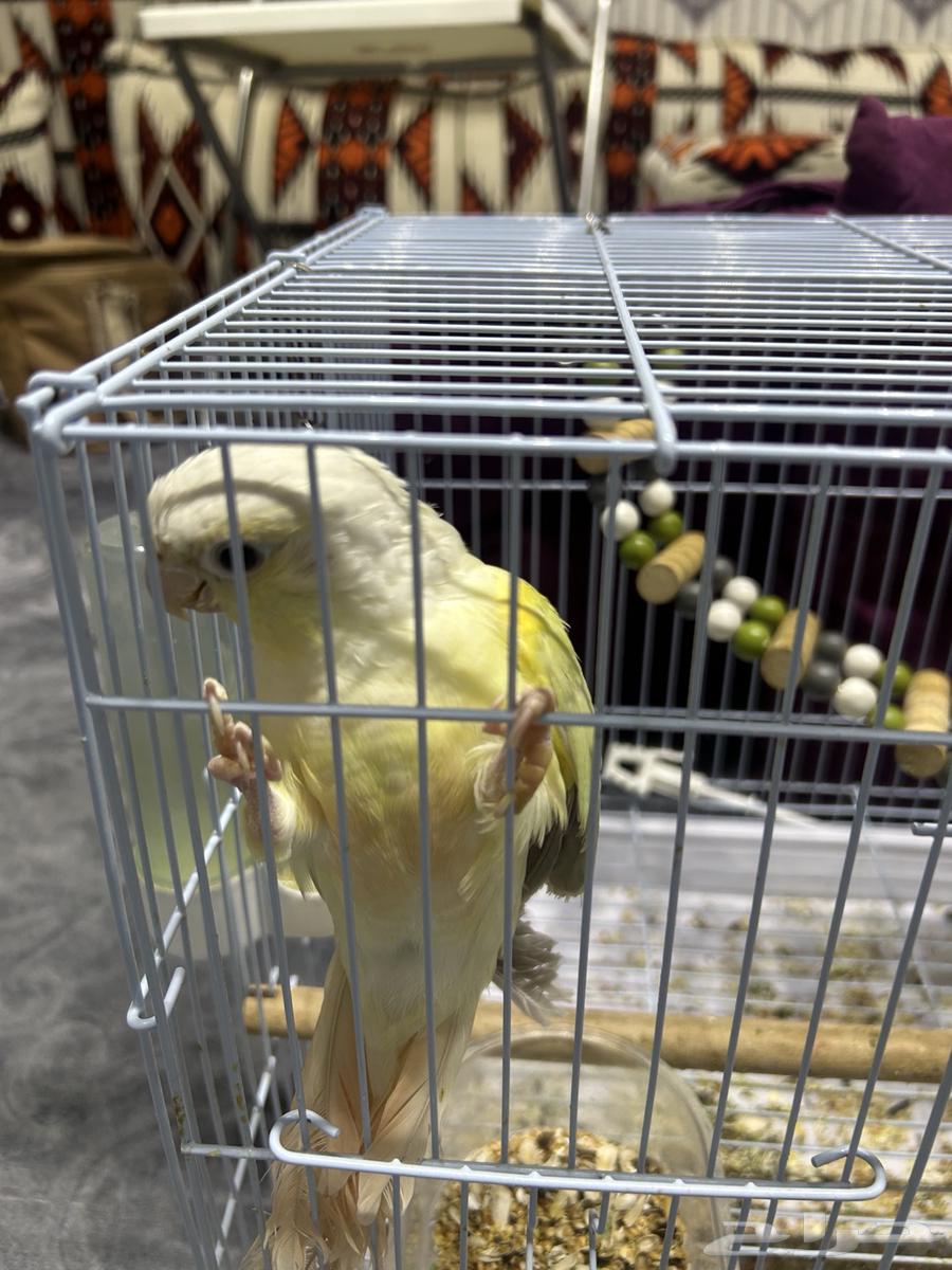 كنيور مون شيك للبيع ..تم البيع64414223850883113