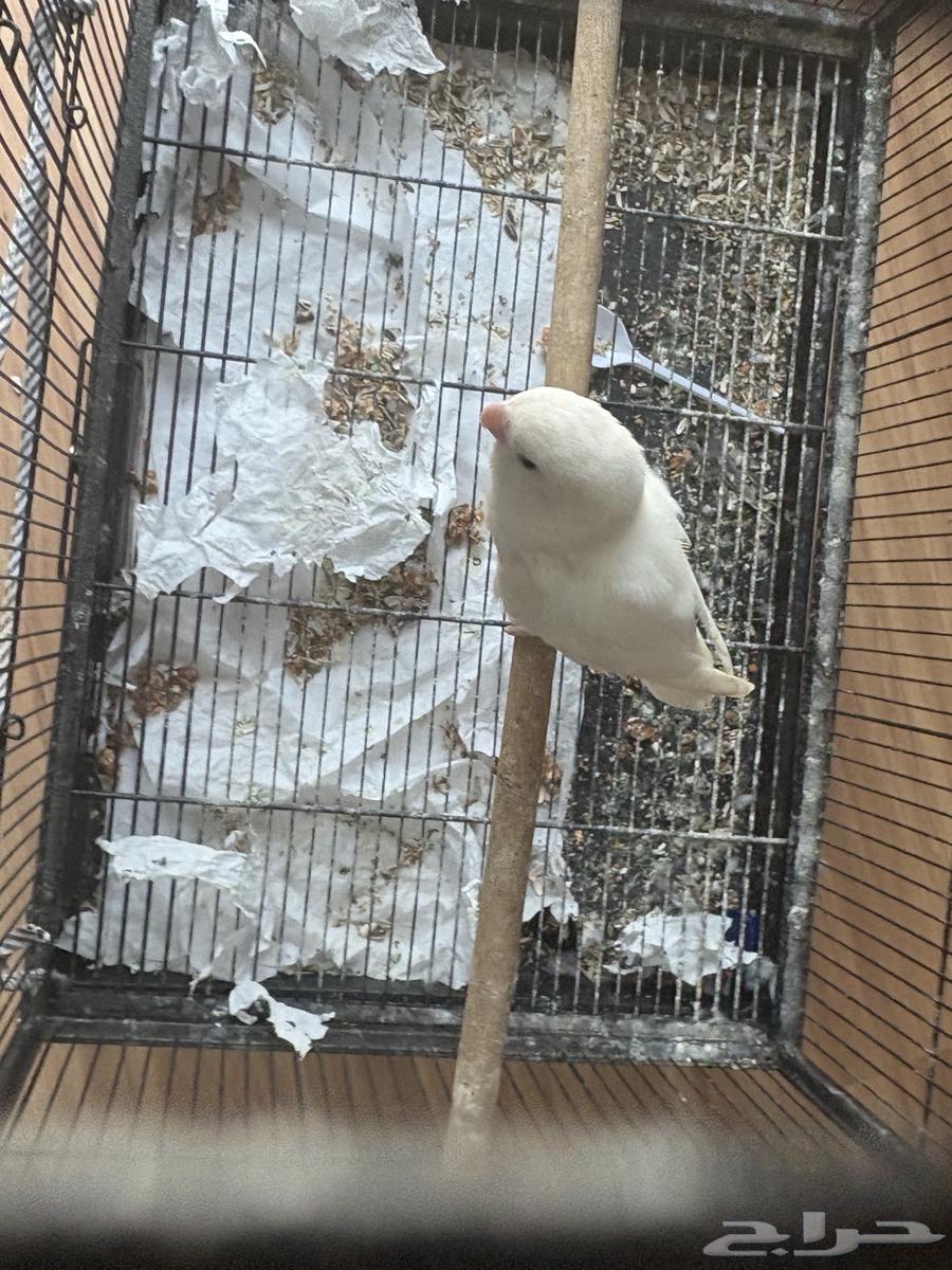 عصفور البينو روز(تم البيع الله يبارك للمشتري)64415881477890110