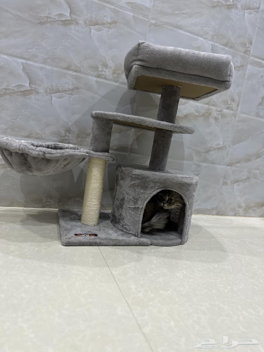 لوازم قطط سرير64419145038978112