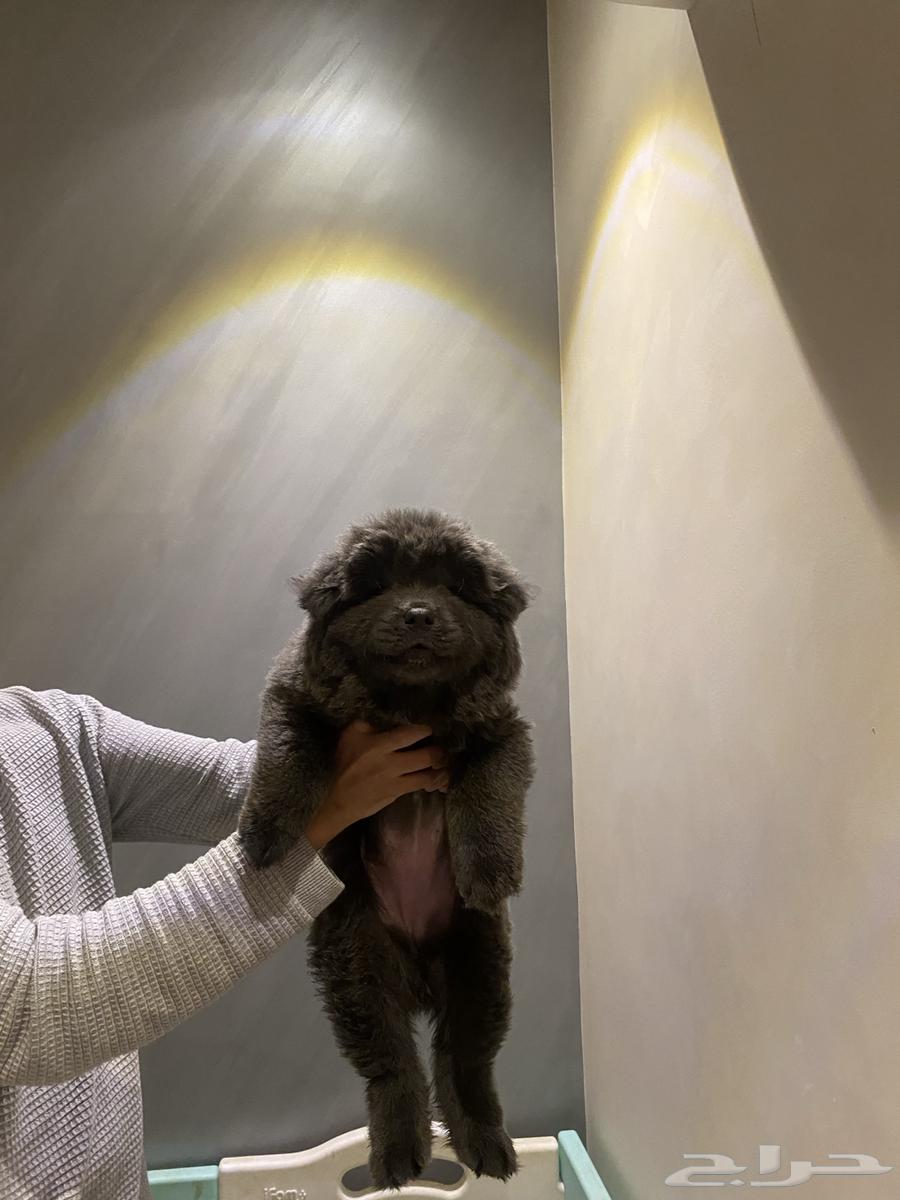 Chow Chow puppies64412896698755112